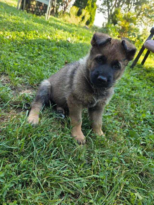 Sable German Shepherd Puppies - Loyal, Smart, Stunning in Dogs & Puppies for Rehoming in Owen Sound - Image 4
