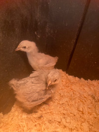 Pair of 4-week-old Lavender Orpington Chicks