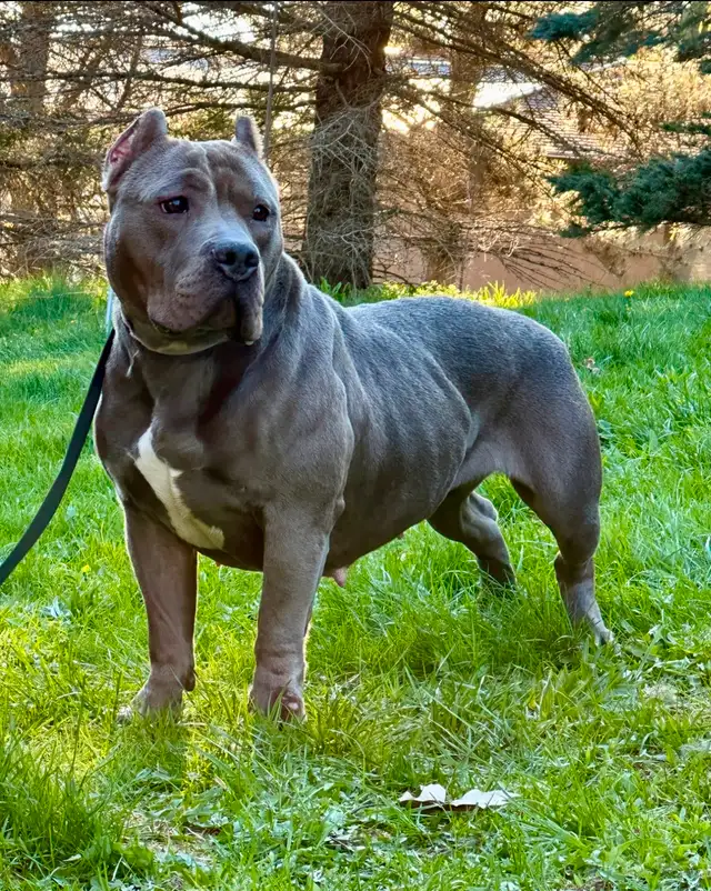 3 Year Old Blue Short Standard Size Female Dog , Family Dog in Dogs & Puppies for Rehoming in Mississauga / Peel Region - Image 6