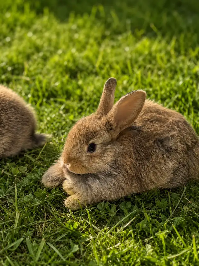 lapin tête de lion in Small Animals for Rehoming in Laurentides - Image 3