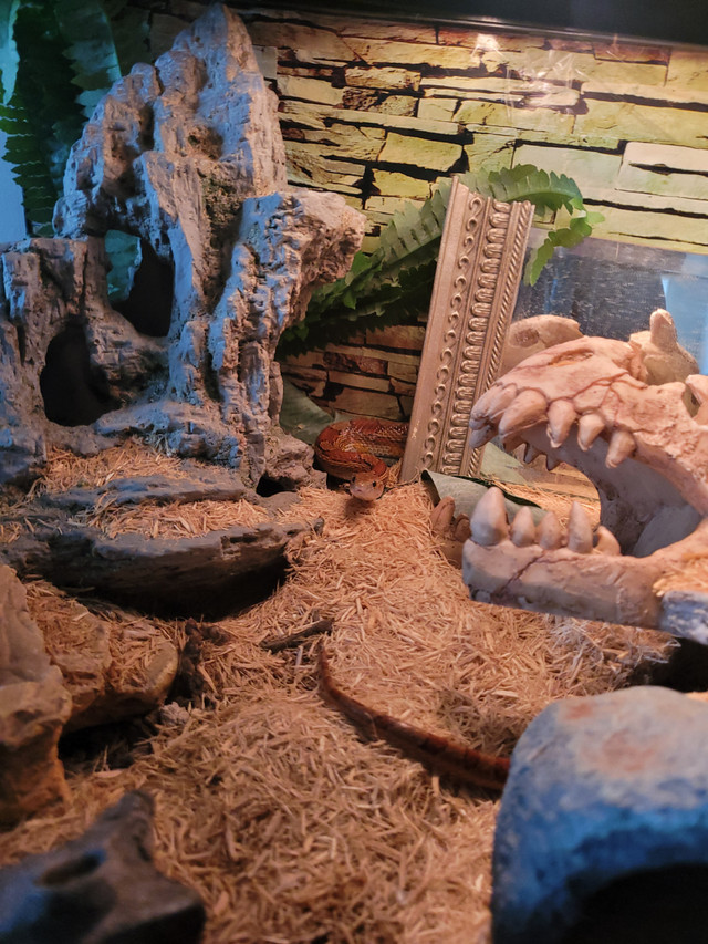 Adult corn snake in Reptiles & Amphibians for Rehoming in Edmonton - Image 2
