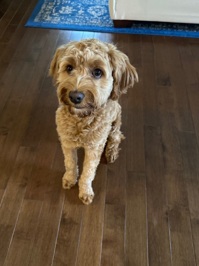 Cockapoo 8 Months Old Dogs & Puppies for Rehoming St. Catharines Kijiji