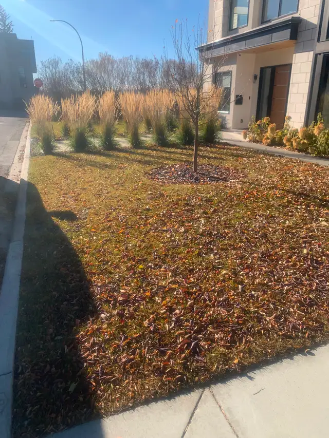 Professional Fall Leaf Cleanup & Landscaping