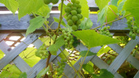 Geisenhiem grape vines