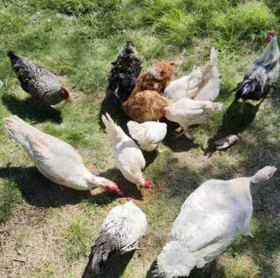 chickens.  please reed add then text, View more
