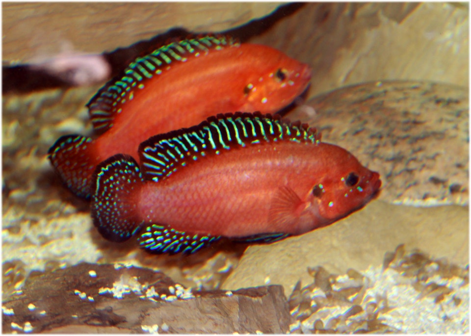 Lake Turkana Jewel Cichlid (tropical aquarium fish from Africa) | Fish ...