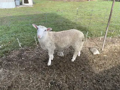 rams sheep lambs , View more