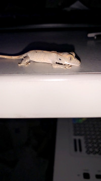 Baby crested gecko ( 10 weeks)