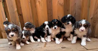 We have a beautiful litter of F1 medium Bernedoodle puppies ready for their forever homes. These swe...