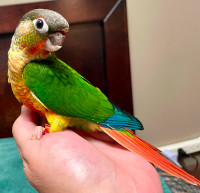 Very special, sweet baby conures for sale
