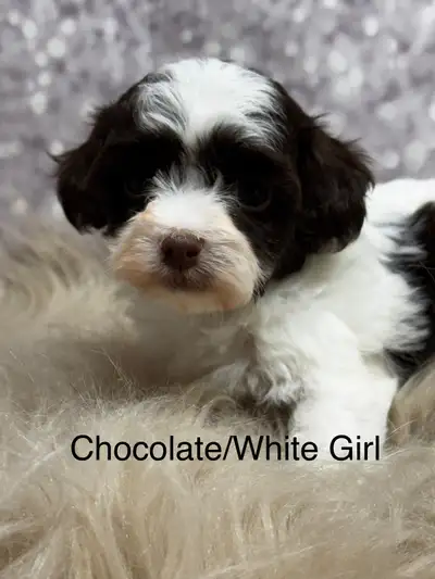 Havapoo (Havanese X Toy Poodle) Chocolates, Sables and Black, View more