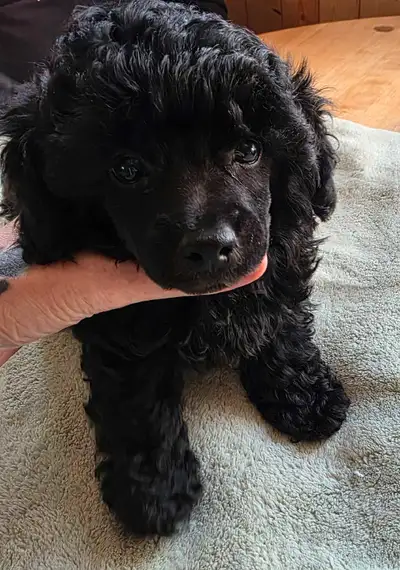 2 male toy poodle pups, very well socialized & happy puppies. Started on pee pad training, will have...