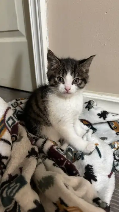 1 FEMALE LEFT Kittens Ready, View more