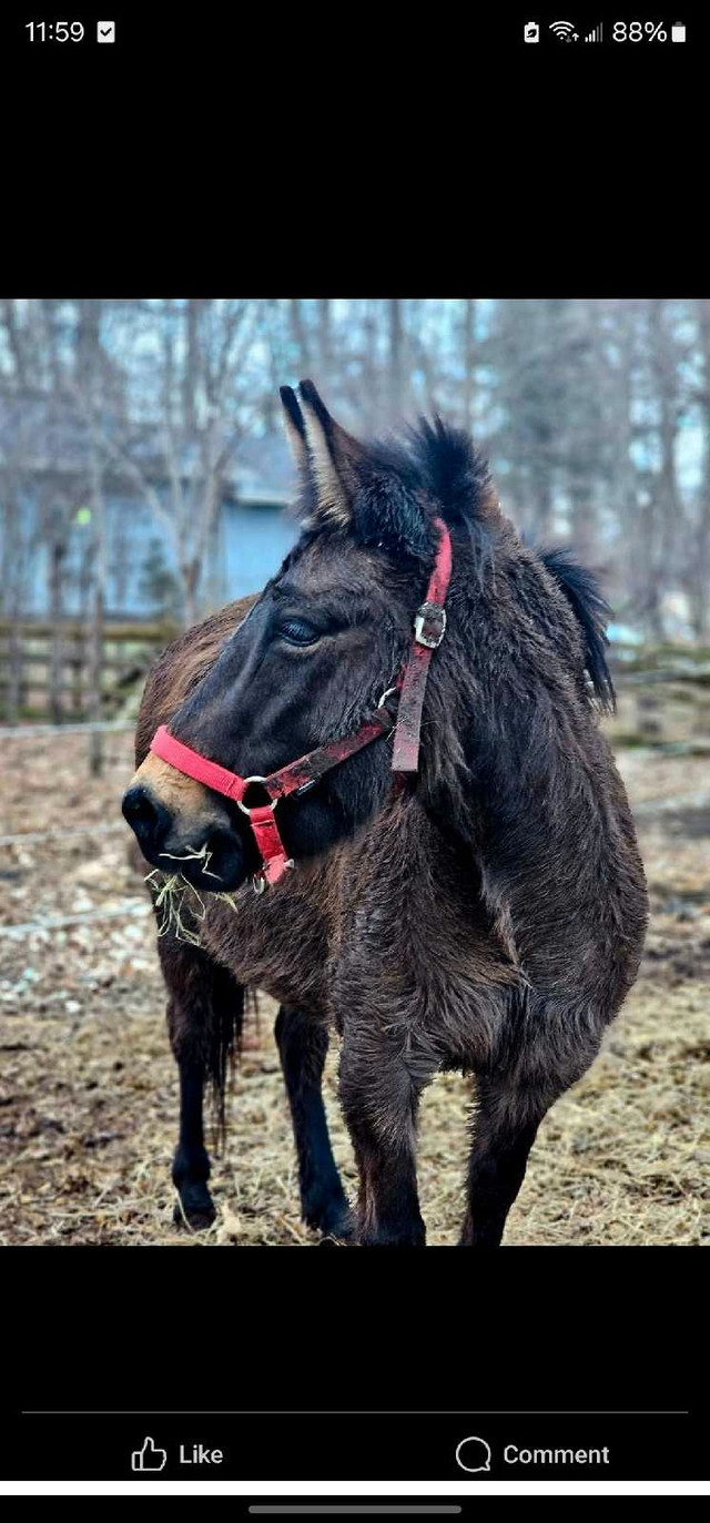 Mini female mule in Equestrian & Livestock Accessories in Belleville