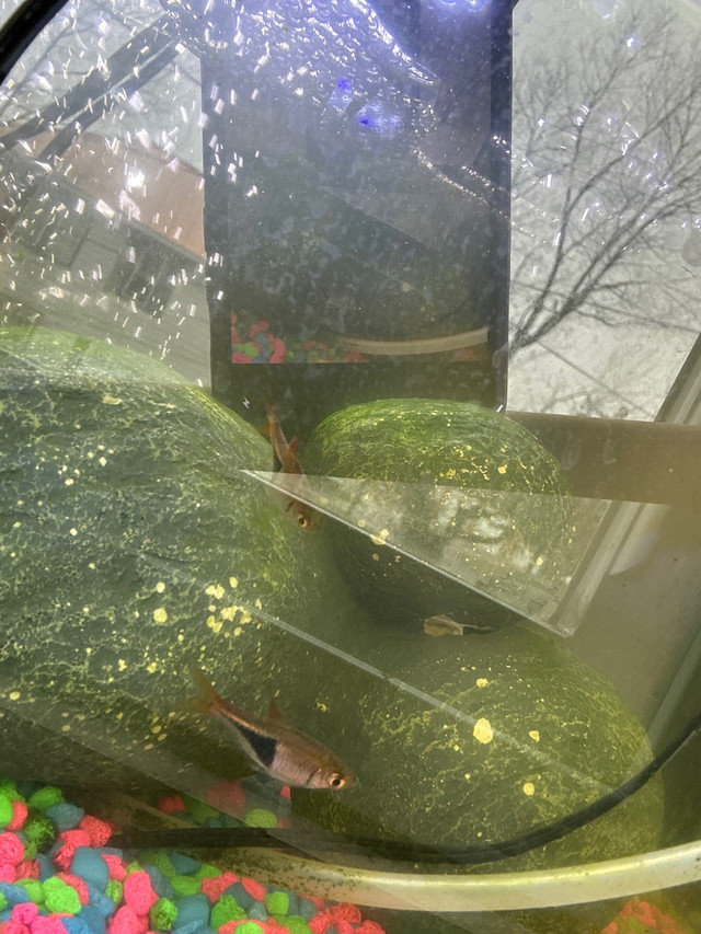 8 fish- Fancy goldfish, Cory catfish, loach and tetras in Fish for Rehoming in Trenton - Image 4