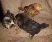 Future Laying Hens - Ten Days Old - Pullets