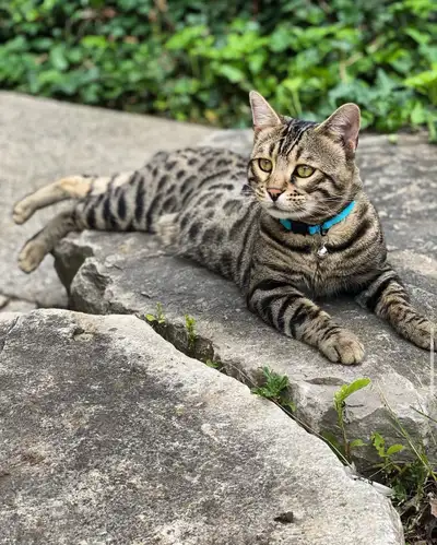 Mixed Bred Bengal Cat, Cat Rehoming, View more