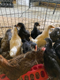 Young chickens for sale