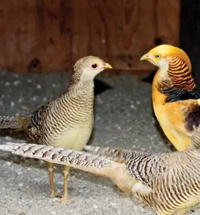 golden pheasant chick , View more