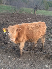 Hereford/ Charolais Feeders For Sale