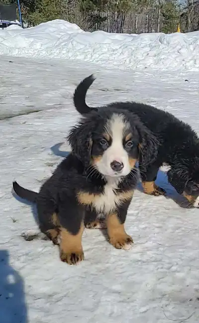 Purebred bernese mountain dog puppies 2 left, male. They have had their first set of shots and dewor...