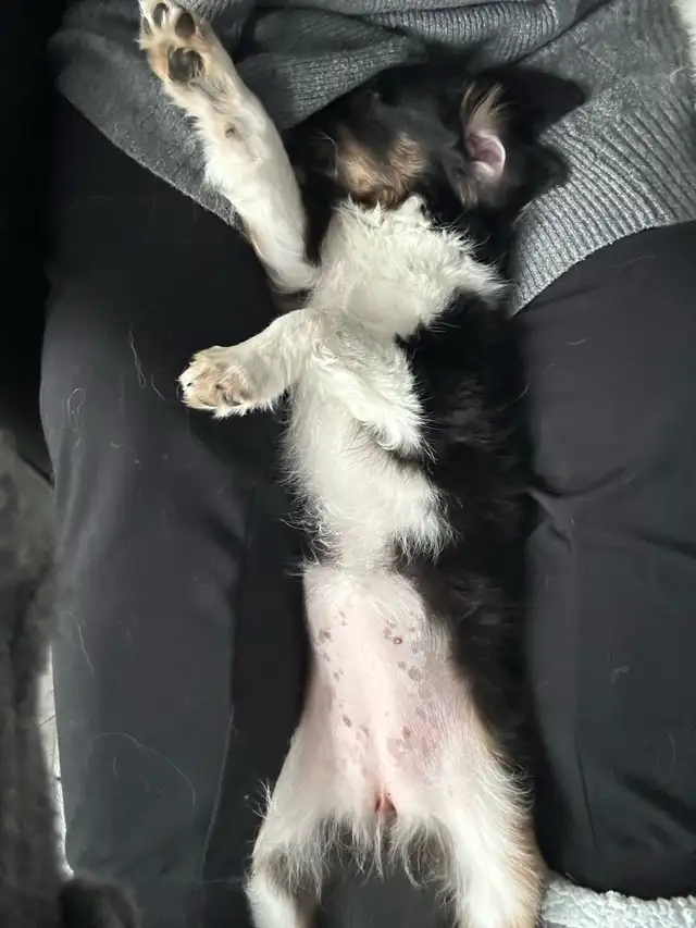 Miniature Australian Shepherd puppies in Dogs & Puppies for Rehoming in Ottawa - Image 9