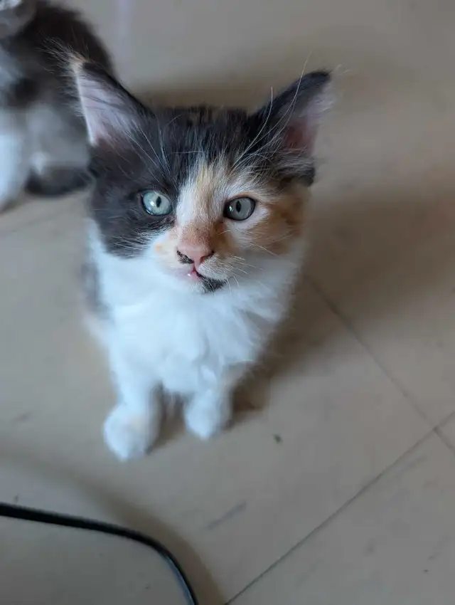 2 Siamese Maine coon mix kittens in Cats & Kittens for Rehoming in City of Toronto - Image 3