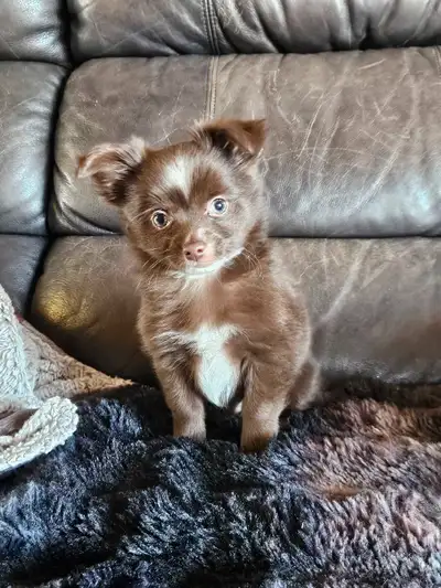 Bonjour, j'ai 1 beau petit mâle chihuahua brun prêtes pour aller dans ca nouvelle famille. Maman pès...