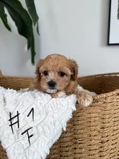 Yorkie Poo Puppies, View more