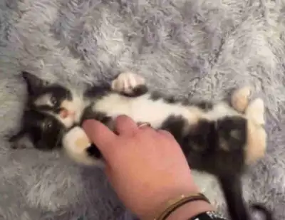 chaton de 3 mois à vendre, View more