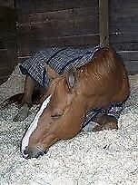 Healthy Bedding For Horses News Paper Shred A Bed
