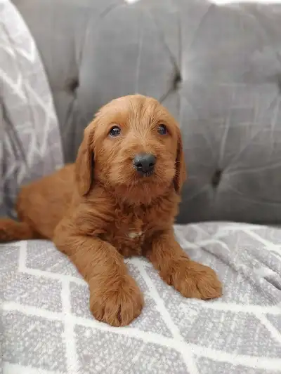 Labradoodle Puppies, View more