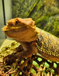 Bearded dragon 2 y.o. male with full setup for sale