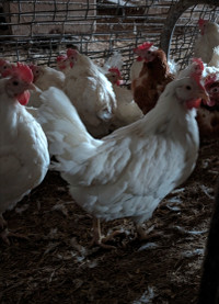 Blue Azures and White laying hens