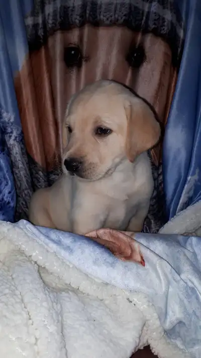 LABRADOR PUPS,  YELLOW PUREBRED CKC REGISTERED, View more