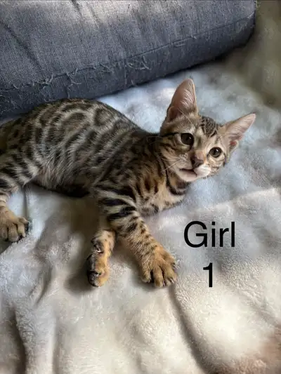 Purebred Bengal Kittens, View more