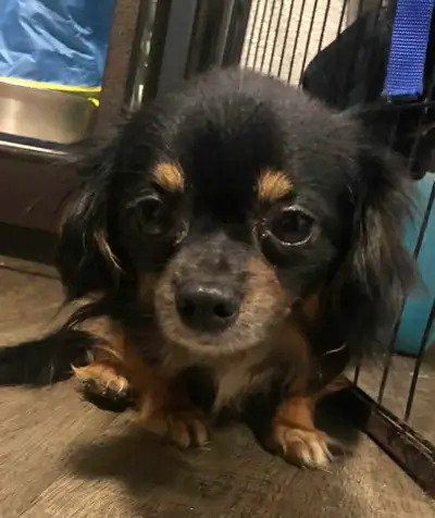 Registered and pedigree Male Chihuahua, View more