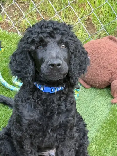 caniche royal (poodle), View more