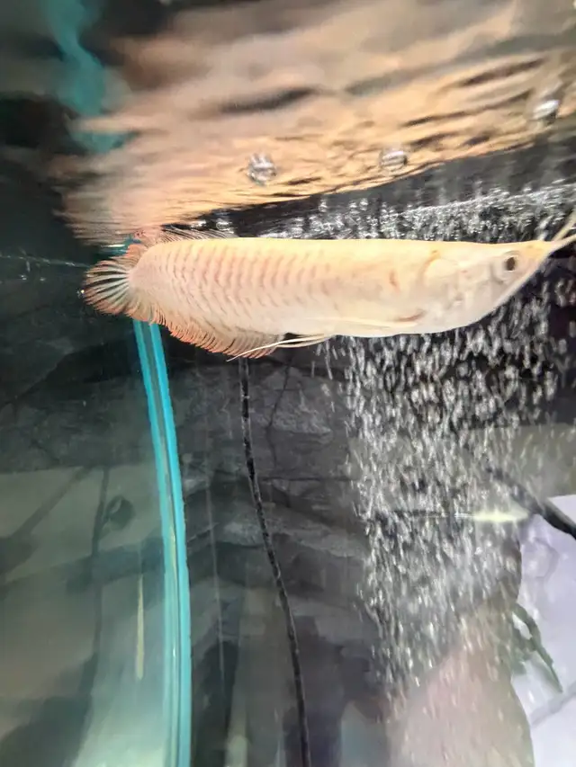 Albino Arowana  in Fish for Rehoming in Ottawa - Image 3