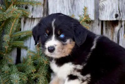 Bernese Golden Aussie Pups!, View more