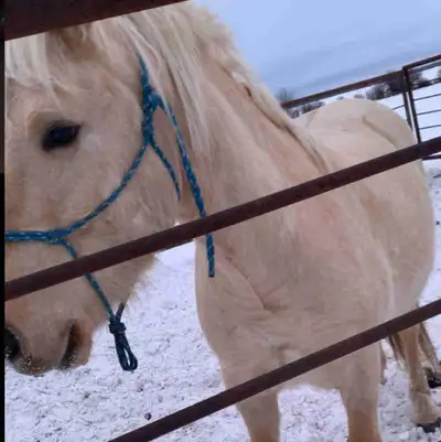 draft quarter horse for sale, View more