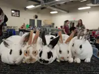 EXTRAORDINAIRES Bébés lapins mini rex baby bunny rabbits
