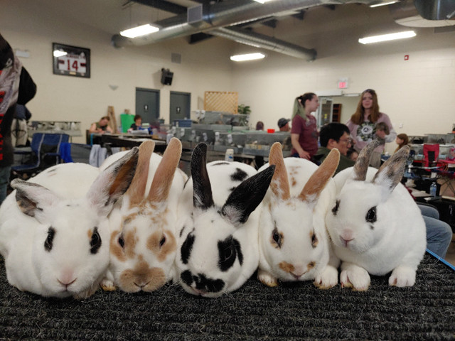 EXTRAORDINAIRES Bébés lapins mini rex baby bunny rabbits dans Petits animaux à adopter  à Ville de Montréal