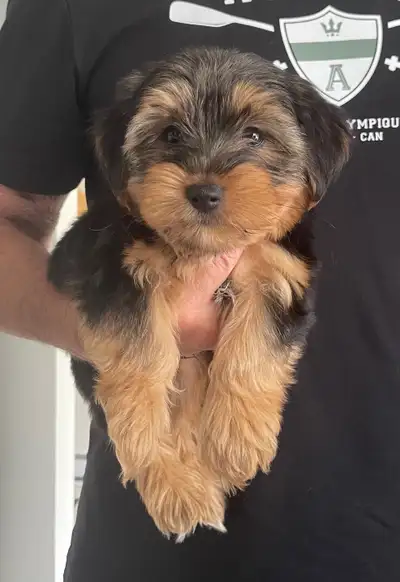 Morkie adorable, View more
