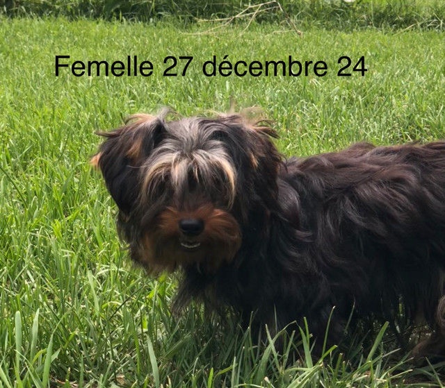 Yorkshire (cherche famille) dans Chiens et chiots à adopter  à Laval/Rive Nord - Image 4