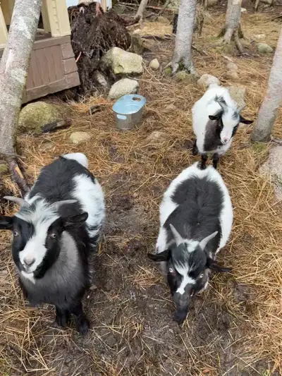 3 Male Mini Silky Fainting goats born October 2024. $900 for all 3 of they go together. They are not...
