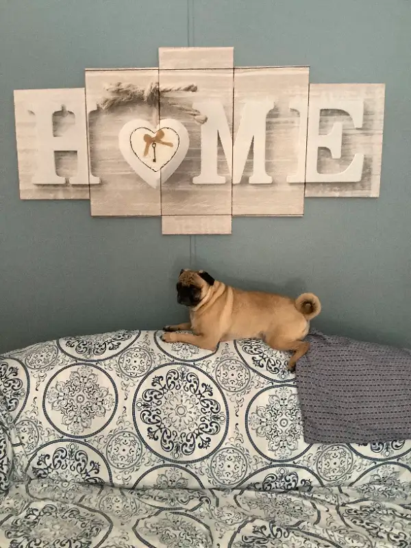SMALL/MED PET DOG SITTER $35 day/night in Animal & Pet Services in Saint John - Image 7