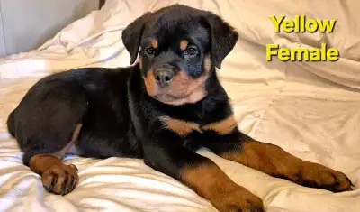 Rottweiler Puppies, View more