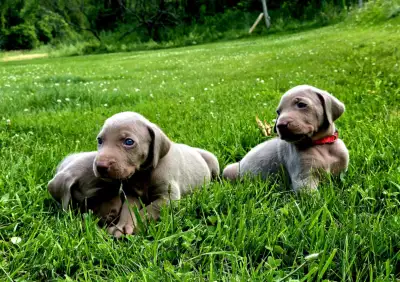 Amazing Wiemaraner pups for sale , ready as of July 23 , 2025, View more