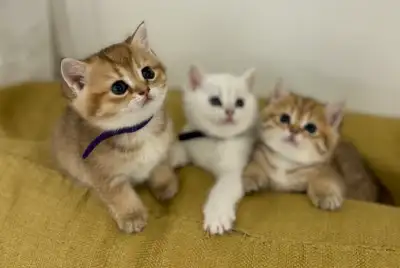 British shorthair Kittens !, View more